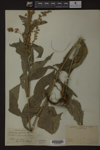 Solidago patula image