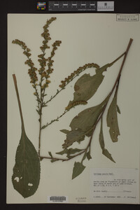 Solidago patula image
