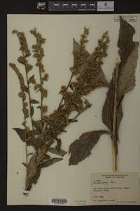 Solidago patula image