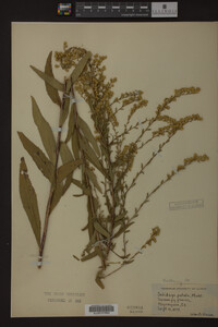 Solidago patula image