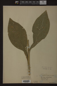 Solidago patula image