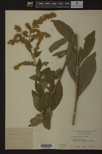 Solidago patula image