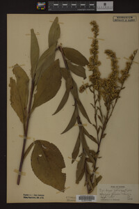 Solidago patula image
