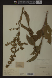 Solidago patula image