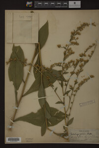 Solidago patula image