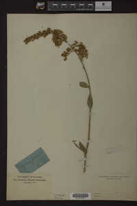 Solidago patula image