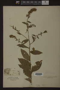 Solidago patula image