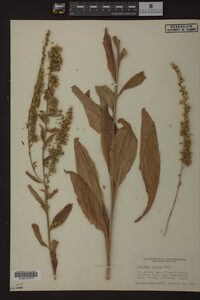 Solidago patula image