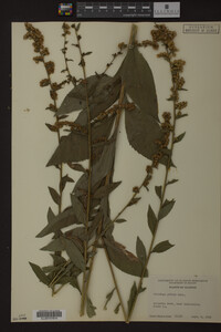 Solidago patula image