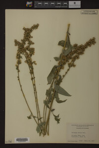 Solidago patula image