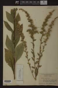 Solidago patula image