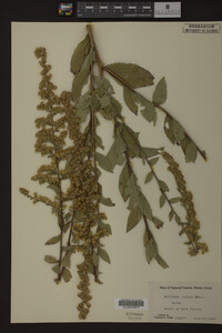 Solidago patula image