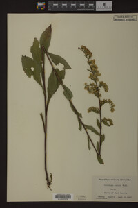 Solidago patula image