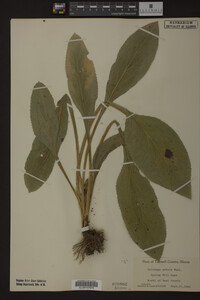 Solidago patula image