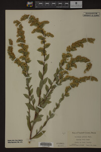 Solidago patula image