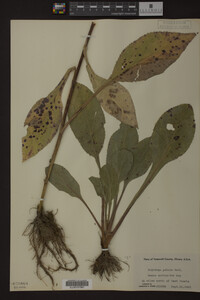 Solidago patula image