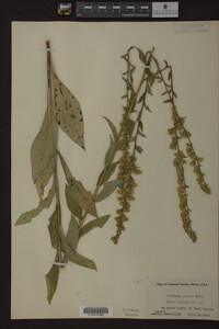 Solidago patula image