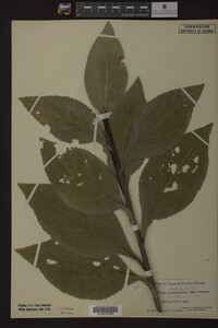 Solidago patula image