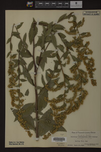 Solidago patula image
