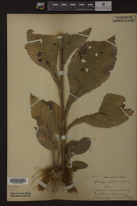 Solidago patula image