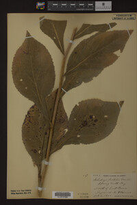 Solidago patula image