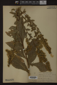 Solidago patula image