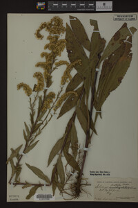 Solidago patula image