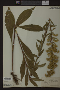 Solidago patula image