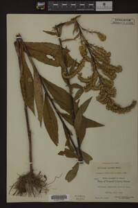 Solidago patula image
