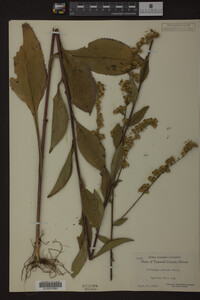 Solidago patula image