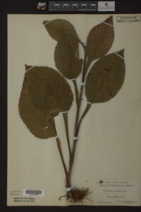 Solidago patula image