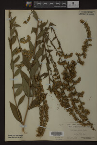 Solidago patula image