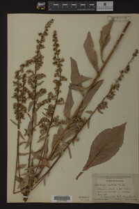 Solidago patula image