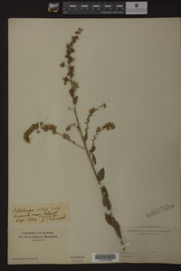Solidago patula image