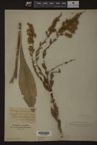 Media resource of Solidago patula