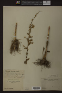 Solidago patula image