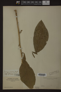 Solidago patula image