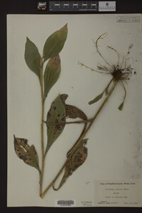 Solidago patula image