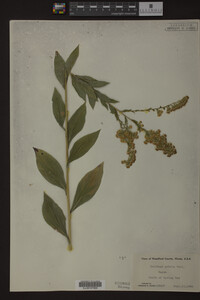 Solidago patula image