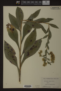Solidago patula image