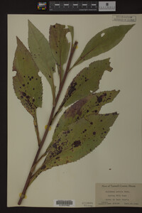 Solidago patula image