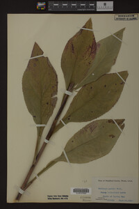 Solidago patula image