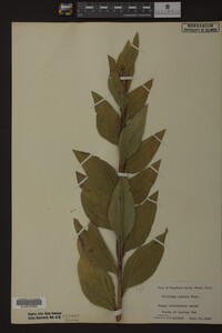 Solidago patula image