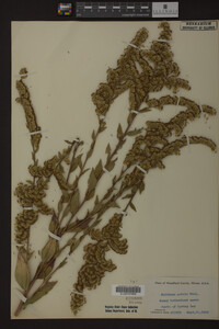 Solidago patula image