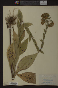 Solidago patula image