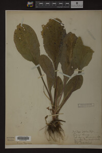 Solidago patula image