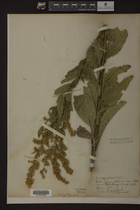 Solidago patula image