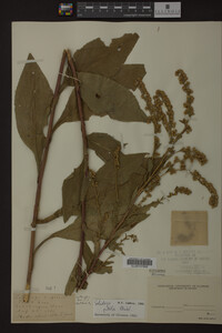 Solidago patula image