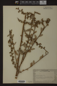 Solidago patula image