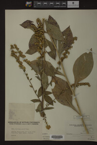 Solidago patula image